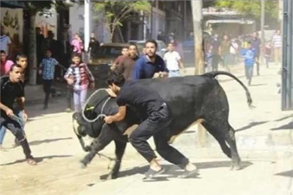  العجول الهاربة تشعل الشوارع