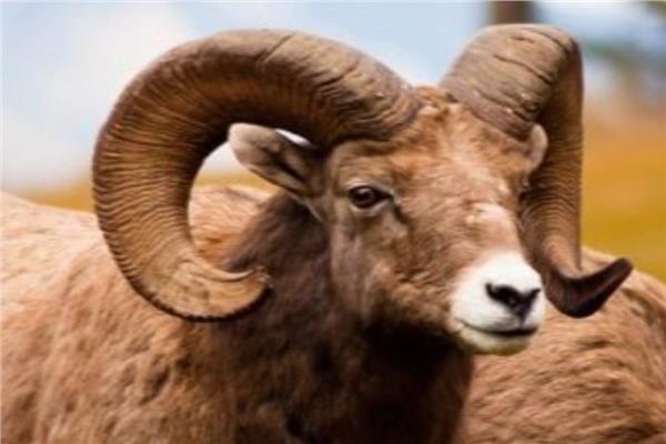 دليل التخلص من رائحة لحم الضأن 