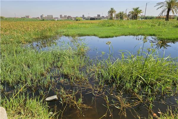 تسجيل أعلى منسوب لمياه النيل بالمحافظة