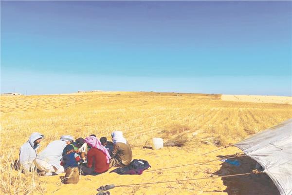 الأهالى يستمتعون بحصاد القمح والشعير