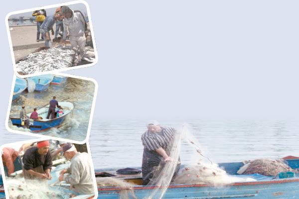 صيادو «بحر المكس» وموسم الرزق الوفير للسردين