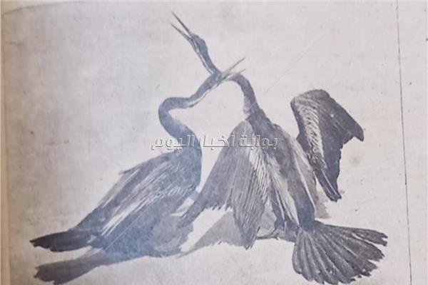 طائر نادر الوجود
