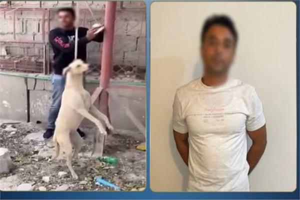 واقعة ربط كلب ضال وتعليق بأحد أعمدة الإنارة