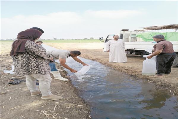 حقول الأرز بالسمك