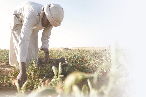 صور.. مشروعات دعم التنمية الزراعية والصناعية