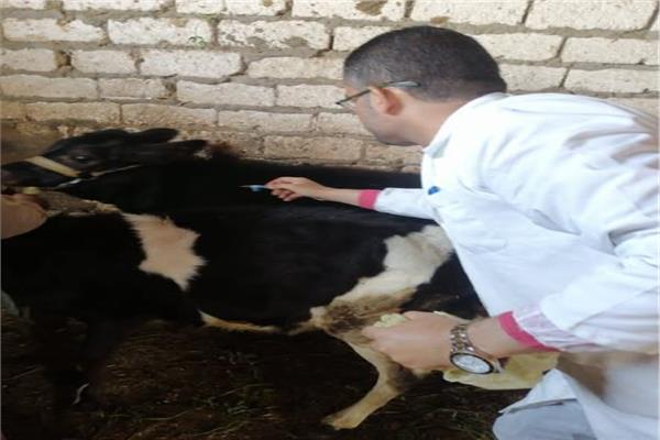 حملة تحصين الماشية 