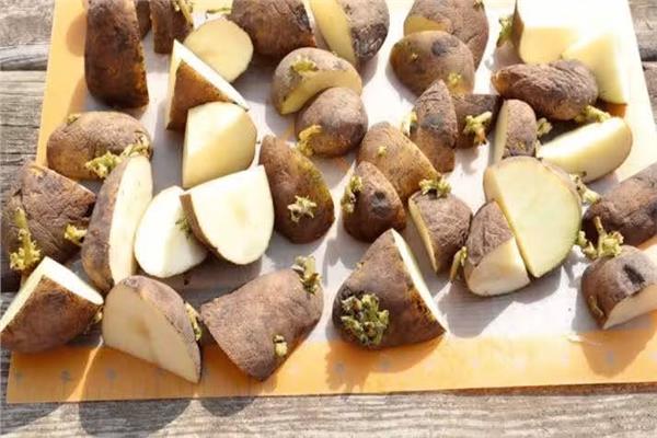 البطاطس