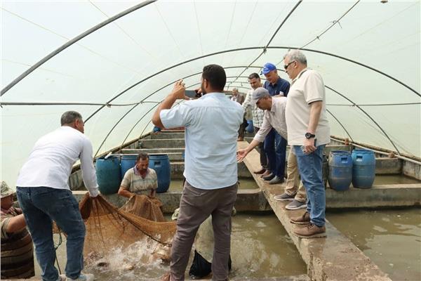 إنتاج مزرعة الزاوية بكفر الشيخ