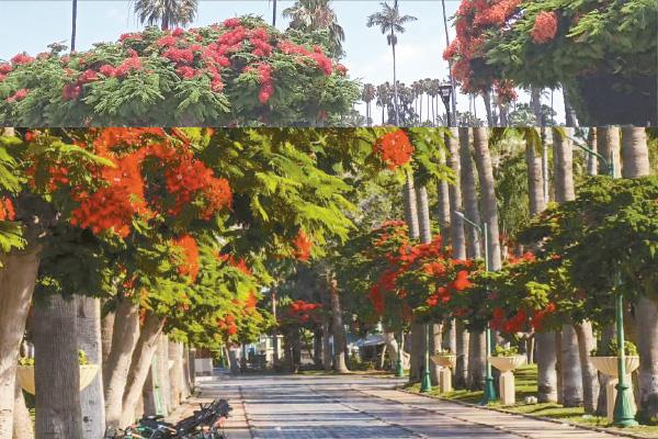 أزهار الرنف الملكى تزين حدائق المنتزه