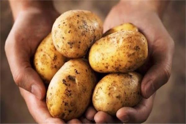 البطاطس 