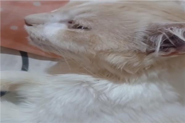 قط شيرازي 
