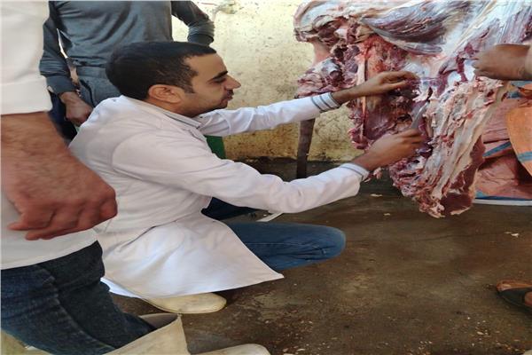 ضبط عجل جاموسي مصاب بالكامل بديدان الساركوسيست