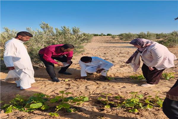 بحوث الصحراء بالشيخ زويد يشجع الزراعة