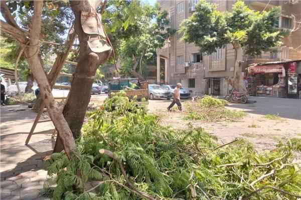 شجرة مائلة بالعجوزة 