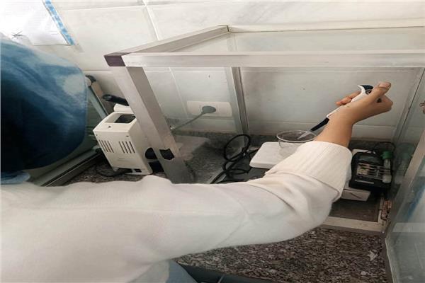 طلاب زراعة جامعة بنها يطورون وسيلة آمنة لحماية البطاطس