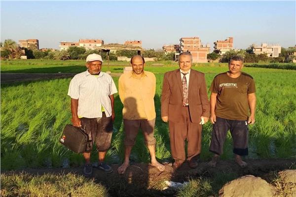 زراعه الأرز البسمتي المصري