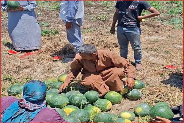 المزارعون في حالة حزن بسبب انهيار موسم البطيخ