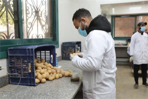 فحص أكثر من1.068 مليون طن بطاطس للتصدير