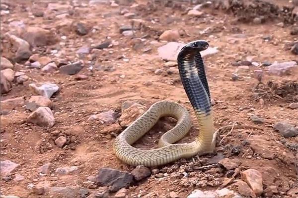 الثعبان - صورة أرشيفية