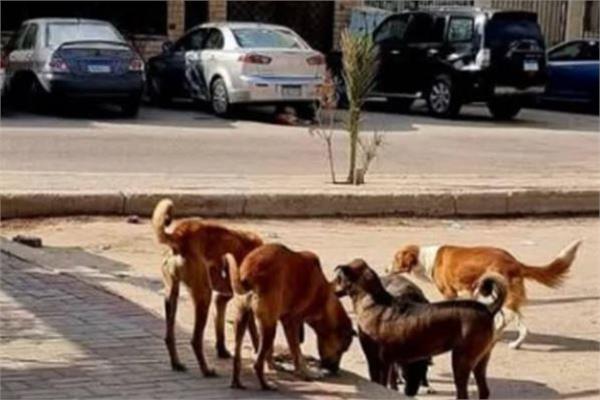 صورة موضوعية