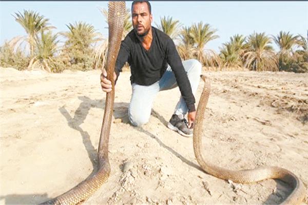 الكوبرا فى مصر
