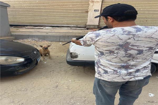 تحصين الكلاب بشوارع طنطا