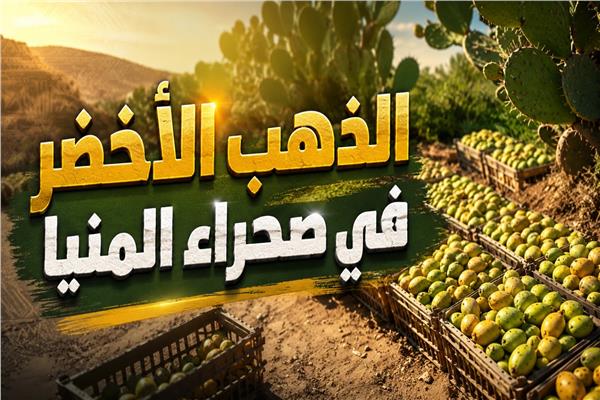 الذهب الأخضر في صحراء المنيا