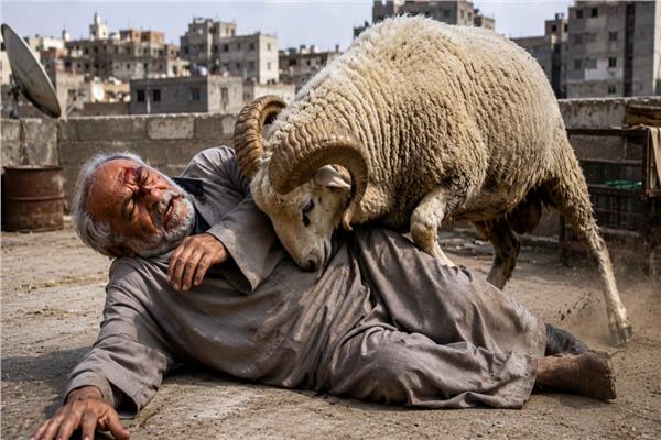  خروف أنهى حياة صاحبه بعد سنوات من رعايته - تعبيرية