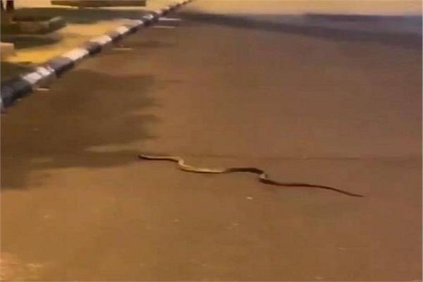  ظهور الثعابين في الشوارع