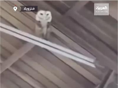 بومة تتراقص ومبتسمة في كنيسة بفنزويلا | فيديو