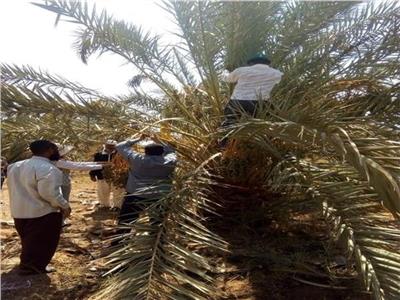 الزراعة: تنفيذ 18 مدرسة حقلية وندوة إرشادية عن نخيل البلح في خمس محافظات
