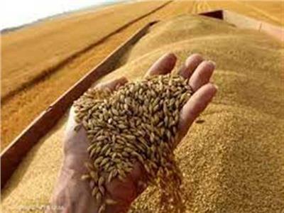 ارتفاع طفيف في أسعار القمح العالمية الجمعة 19 أغسطس