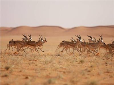 تسجيل محمية الملك عبد العزيز بقاعدة البيانات العالمية
