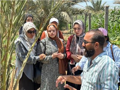 «المركزي للنخيل» ينظم برنامجًا تدريبيًا لطلاب كليات الزراعة 