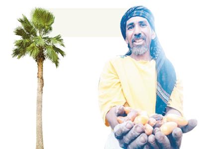 بين السماء والأرض| طالع النخل.. محترف في لعبة الخطر