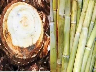 لماذا يأكل الاقباط القلقاس والقصب في عيد الغطاس؟