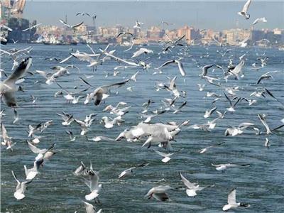 طيور النورس في بريطانية تتسبب في كارثة لصاحب مطعم