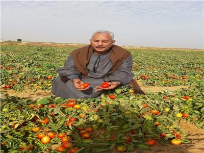 نقيب الفلاحين: فدان الطماطم يخسر حاليًا 100 ألف جنيه‎