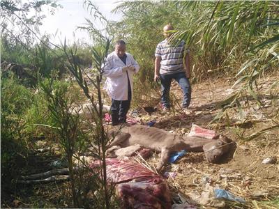 «الطب البيطري بالغربية»: حملات على مطاعم السنطة بعد العثور على حمير مذبوحة  | صور