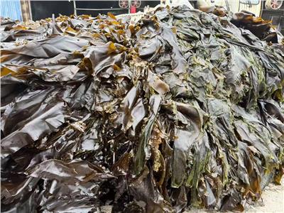 1.02 مليار دولار صادرات كوريا الجنوبية من الأعشاب البحرية المجففة 