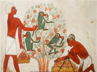 حكايات عبر العصور| "التين في الحضارة المصرية القديمة" بين الغذاء والرمزية المقدّسة