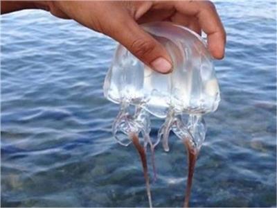 قنديل البحر يلهم العلماء لاكتشاف كولاجين قد يغيّر علاجات الحروق