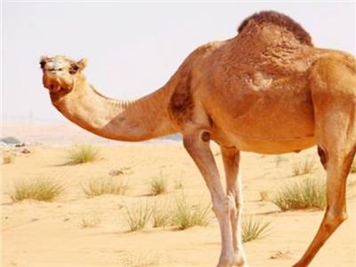 الإبل.. «كنز البادية» |حليبها دواء.. لحمها غذاء.. وبرها كساء وكثرتها عز وفخر