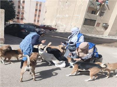 جهاز تنمية مدينة العبور يواصل حملات تطعيم الكلاب الضالة ضد مرض السعار 