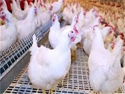 هل يصل سعر كيلو الفراخ 110 جنيهات قبيل شهر رمضان؟.. الشعبة ترد