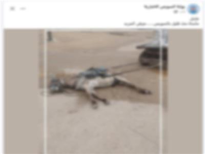 حقيقة نفوق دابة صعقًا بالكهرباء في السويس.. الداخلية تكشف الملابسات وتنفي السرقة