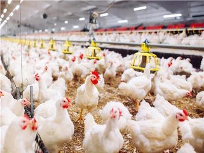 رئيس الشعبة: استقرار أسعار الدواجن أولوية ضمان استمرار الإنتاج 