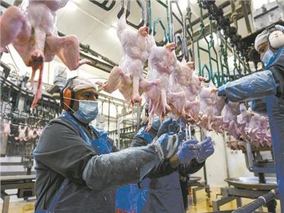 «ثروت الزيني»: تصدير الدواجن يمثل نقلة نوعية لفتح أسواق خارجية جديدة