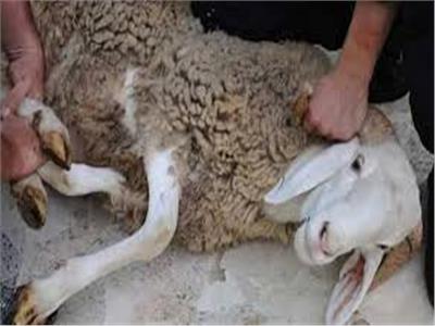 أمين الفتوى: توكيل جهات لذبح الأضاحي في بلاد أخرى.. «أضحيتك مكانها بلدك»