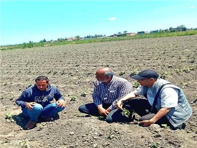 «الذهب الأبيض» تحت المجهر.. متابعة لزراعات القطن وحصاد القمح بالإسماعيلية